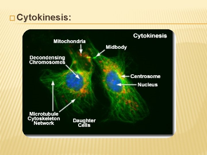 � Cytokinesis: 