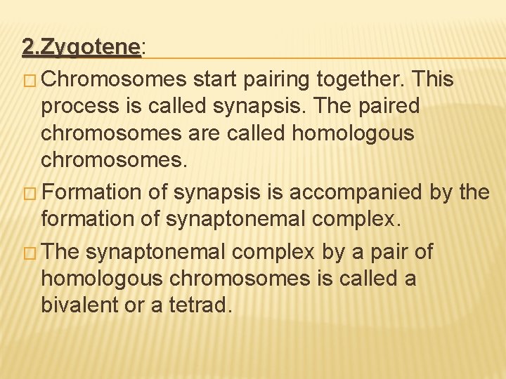 2. Zygotene: 2. Zygotene � Chromosomes start pairing together. This process is called synapsis.