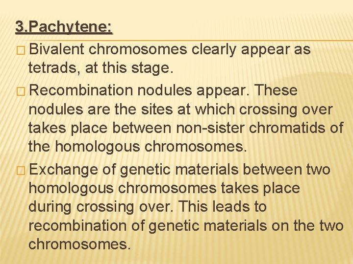 3. Pachytene: � Bivalent chromosomes clearly appear as tetrads, at this stage. � Recombination