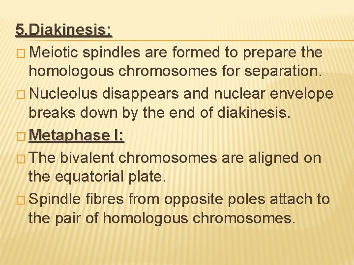 5. Diakinesis: � Meiotic spindles are formed to prepare the homologous chromosomes for separation.
