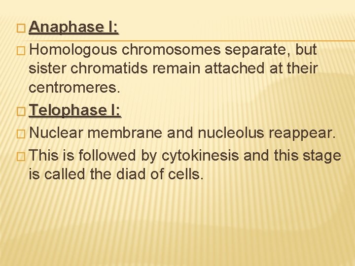 � Anaphase I: � Homologous chromosomes separate, but sister chromatids remain attached at their
