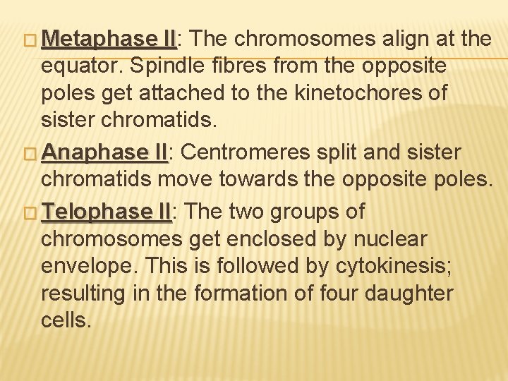 � Metaphase II: II The chromosomes align at the equator. Spindle fibres from the