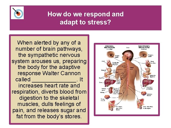 How do we respond adapt to stress? When alerted by any of a number