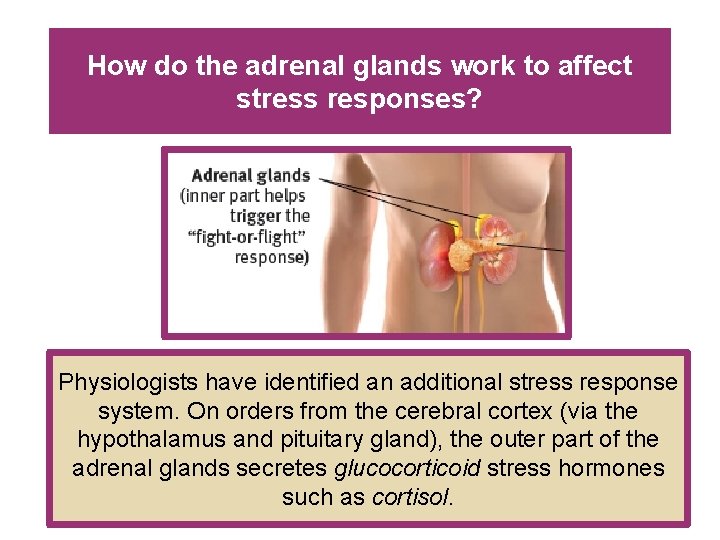 How do the adrenal glands work to affect stress responses? Physiologists have identified an