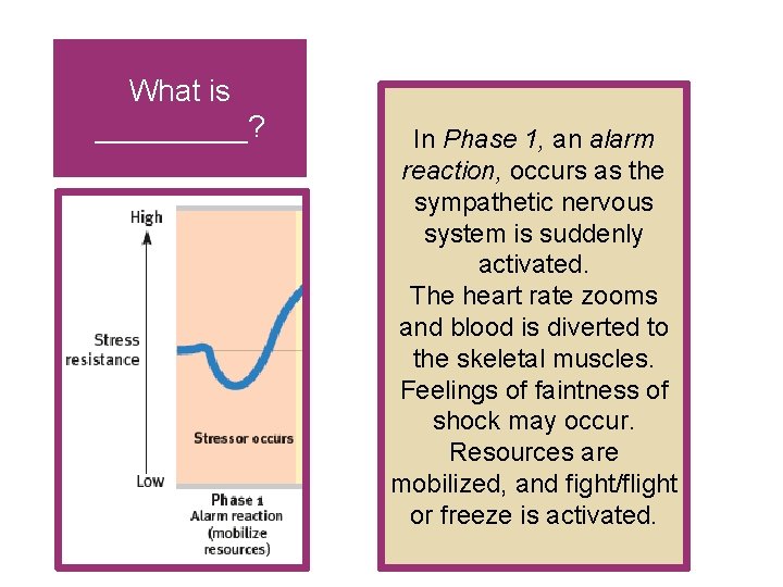 What is _____? In Phase 1, an alarm reaction, occurs as the sympathetic nervous