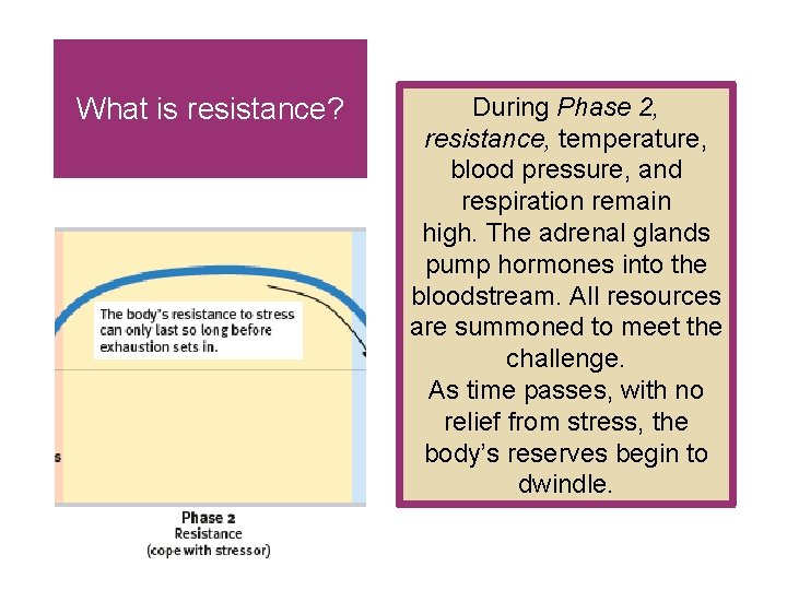 What is resistance? During Phase 2, resistance, temperature, blood pressure, and respiration remain high.