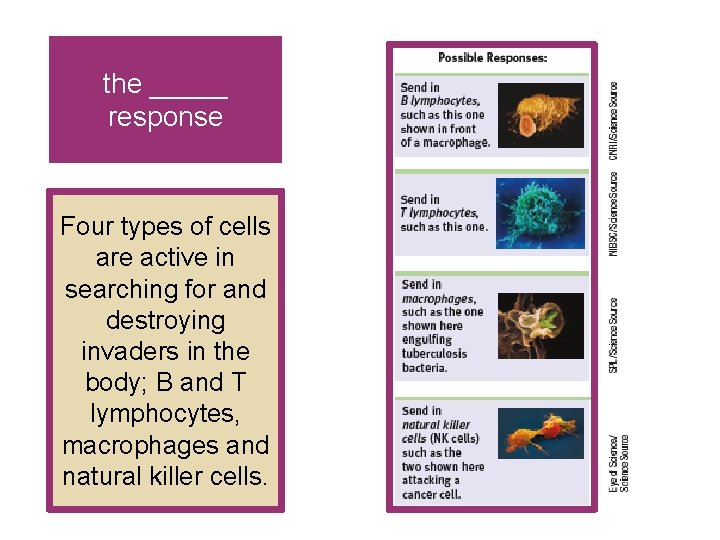 the _____ response Four types of cells are active in searching for and destroying