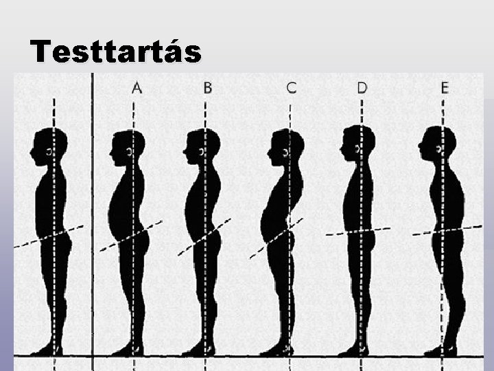 Testtartás 