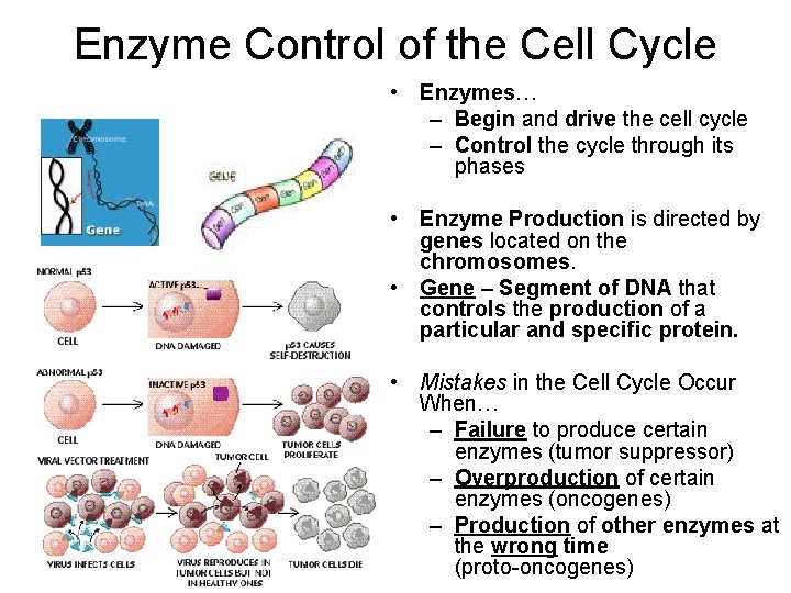 Enzyme Control of the Cell Cycle • Enzymes… – Begin and drive the cell
