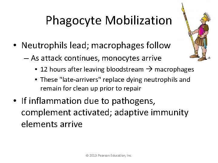 Phagocyte Mobilization • Neutrophils lead; macrophages follow – As attack continues, monocytes arrive •