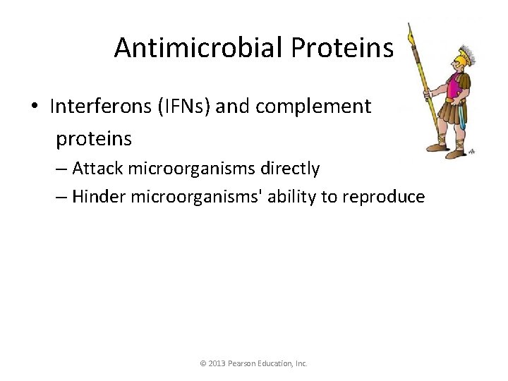 Antimicrobial Proteins • Interferons (IFNs) and complement proteins – Attack microorganisms directly – Hinder