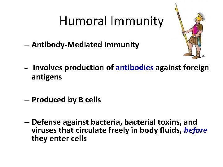 Humoral Immunity – Antibody-Mediated Immunity – Involves production of antibodies against foreign antigens –