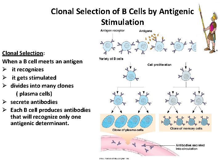 Clonal Selection of B Cells by Antigenic Stimulation Clonal Selection: When a B cell