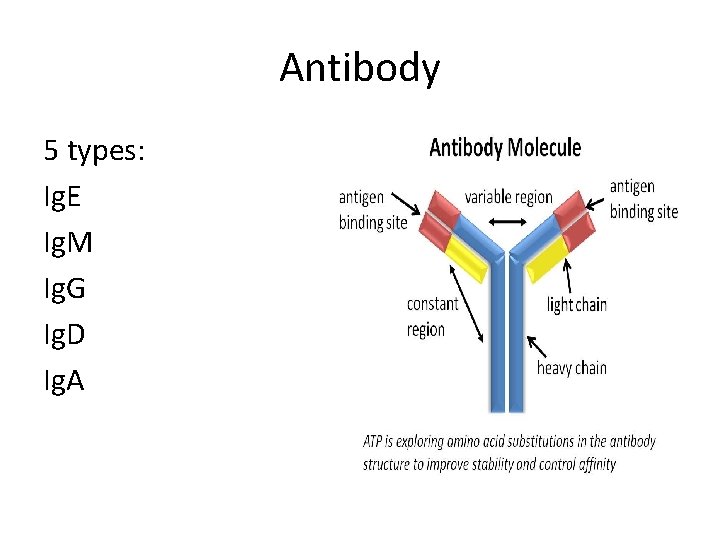 Antibody 5 types: Ig. E Ig. M Ig. G Ig. D Ig. A 