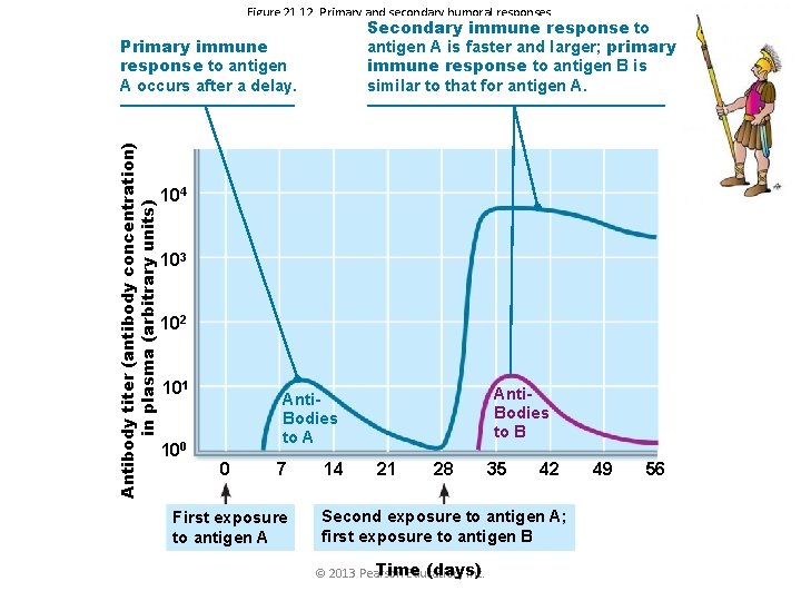 Figure 21. 12 Primary and secondary humoral responses. Secondary immune response to antigen A