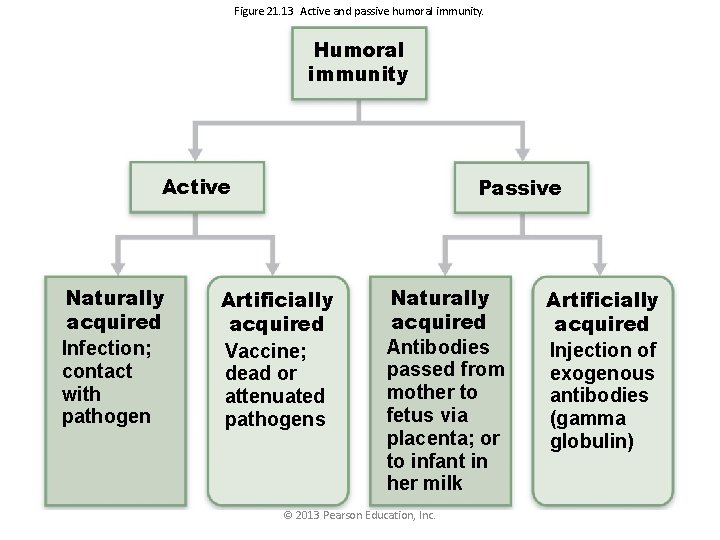 Figure 21. 13 Active and passive humoral immunity. Humoral immunity Active Naturally acquired Infection;