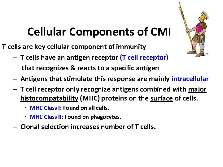 Cellular Components of CMI T cells are key cellular component of immunity – T