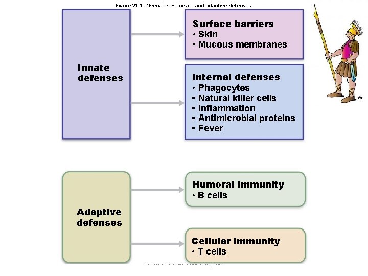 Figure 21. 1 Overview of innate and adaptive defenses. Surface barriers • Skin •