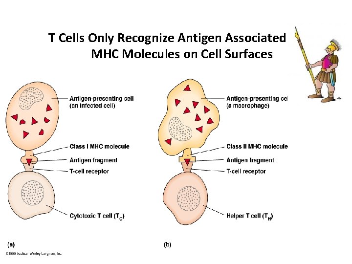 T Cells Only Recognize Antigen Associated with MHC Molecules on Cell Surfaces 