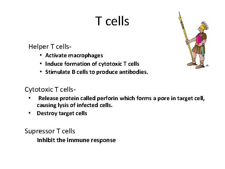 T cells Helper T cells • Activate macrophages • Induce formation of cytotoxic T