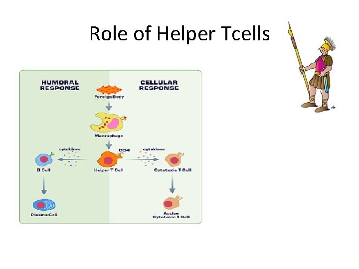 Role of Helper Tcells 