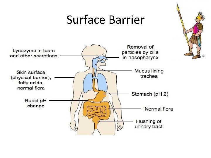 Surface Barrier 