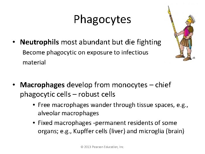 Phagocytes • Neutrophils most abundant but die fighting Become phagocytic on exposure to infectious