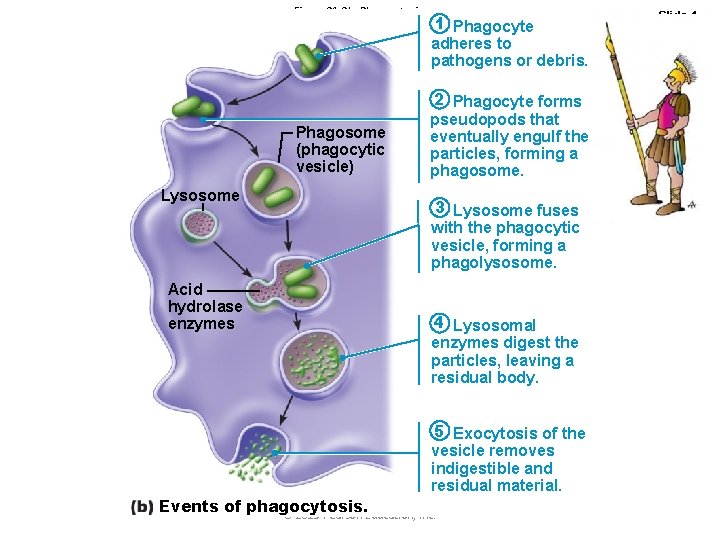 Figure 21. 2 b Phagocytosis. Phagosome (phagocytic vesicle) Lysosome Acid hydrolase enzymes 1 Phagocyte
