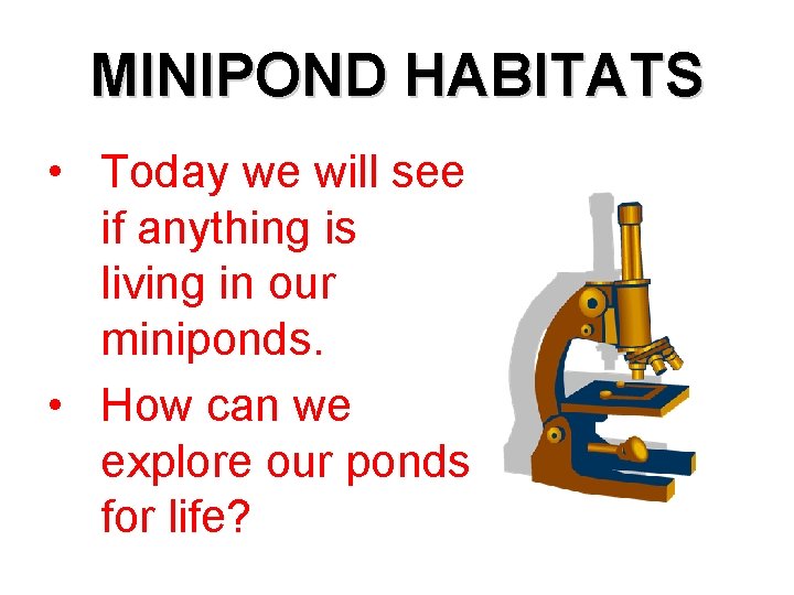 MINIPOND HABITATS • Today we will see if anything is living in our miniponds.