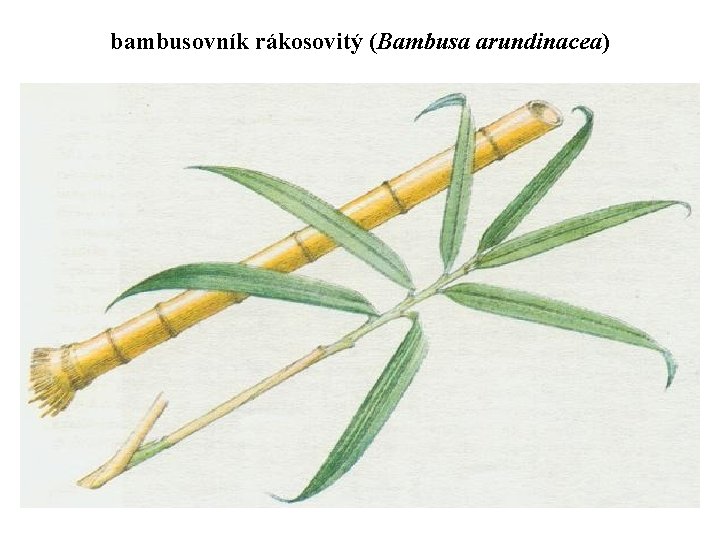 bambusovník rákosovitý (Bambusa arundinacea) 