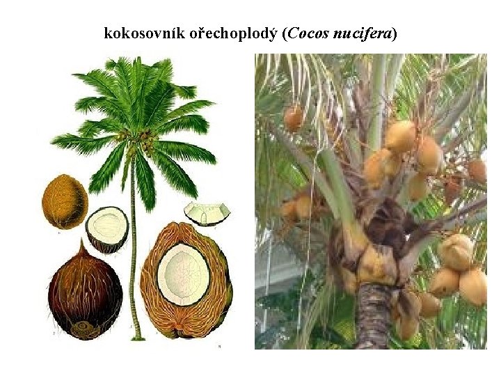 kokosovník ořechoplodý (Cocos nucifera) 