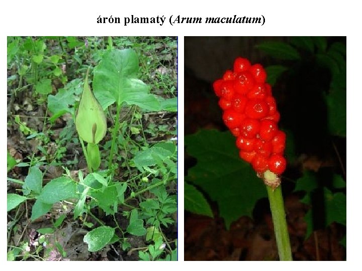 árón plamatý (Arum maculatum) 