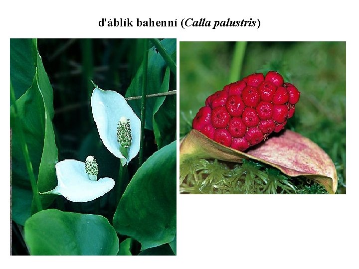 ďáblík bahenní (Calla palustris) 