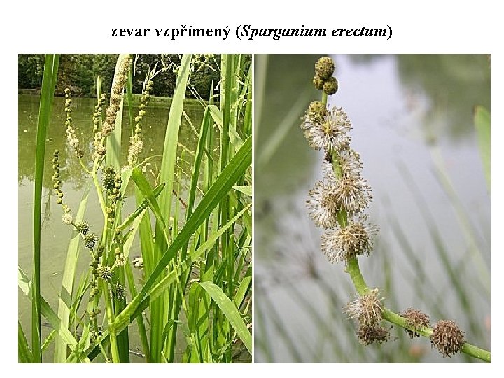 zevar vzpřímený (Sparganium erectum) 