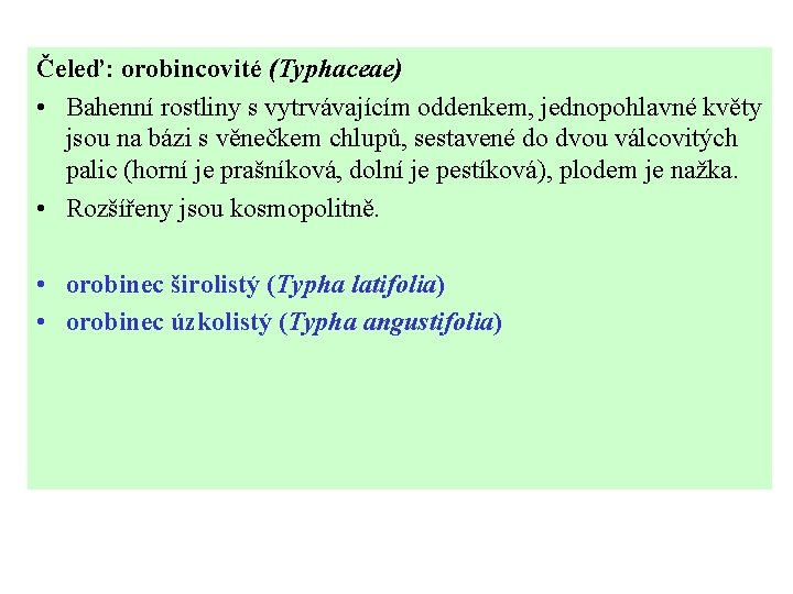 Čeleď: orobincovité (Typhaceae) • Bahenní rostliny s vytrvávajícím oddenkem, jednopohlavné květy jsou na bázi