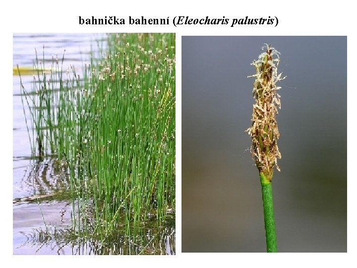 bahnička bahenní (Eleocharis palustris) 