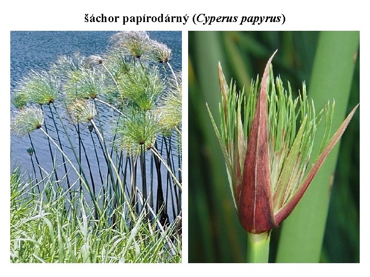 šáchor papírodárný (Cyperus papyrus) 