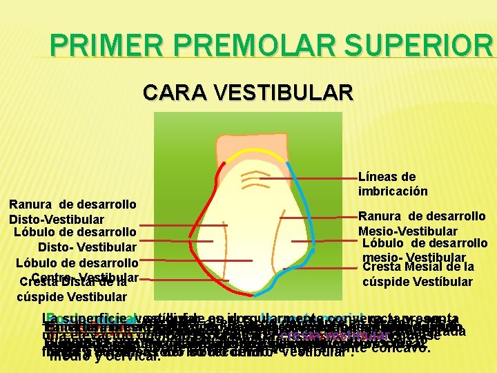 PRIMER PREMOLAR SUPERIOR CARA VESTIBULAR Ranura de desarrollo Disto-Vestibular Lóbulo de desarrollo Disto- Vestibular