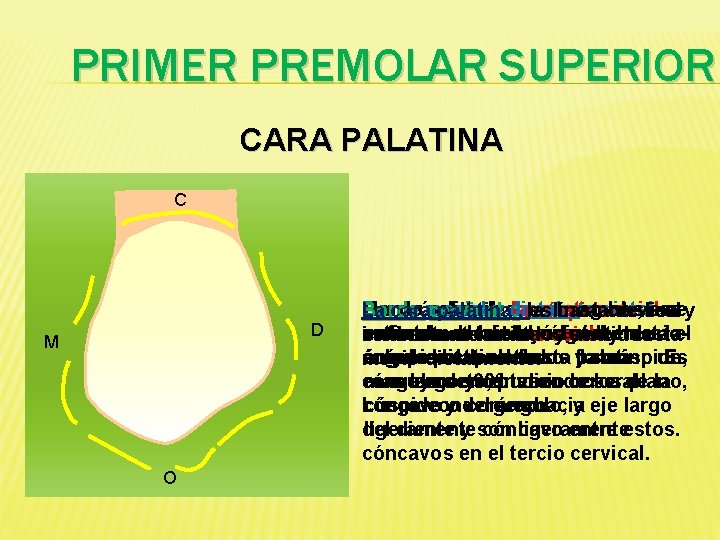 PRIMER PREMOLAR SUPERIOR CARA PALATINA C D M O Borde Lacara cúspide oclusal: la