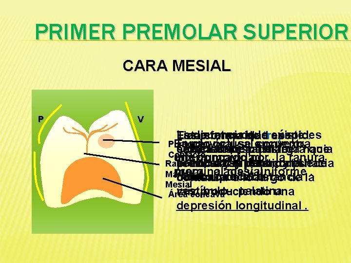 PRIMER PREMOLAR SUPERIOR CARA MESIAL P V Lasdistancia La puntas que latrapecio. cúspides existe