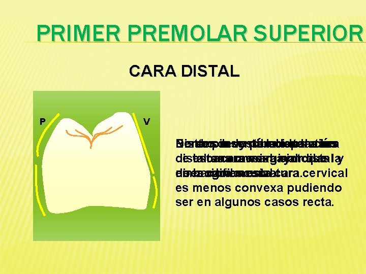 PRIMER PREMOLAR SUPERIOR CARA DISTAL P V Distancia Bordes Dentro No se presenta de