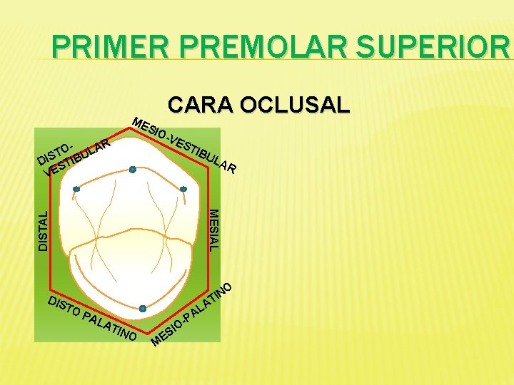 PRIMER PREMOLAR SUPERIOR ME O- ULAR T DIS STIB VE CARA OCLUSAL SIO -VE