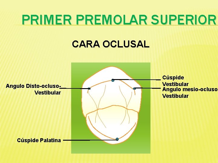 PRIMER PREMOLAR SUPERIOR CARA OCLUSAL Angulo Disto-ocluso. Vestibular Cúspide Palatina Cúspide Vestibular Angulo mesio-ocluso.