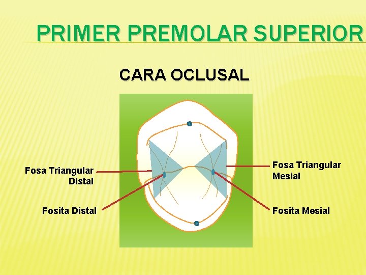PRIMER PREMOLAR SUPERIOR CARA OCLUSAL Fosa Triangular Distal Fosita Distal Fosa Triangular Mesial Fosita