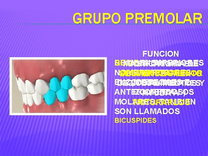 GRUPO PREMOLAR FUNCION SON 8: 4 SUPERIORES RECIBEN SU CONFORMAN EL MASTICATORIA DE Y