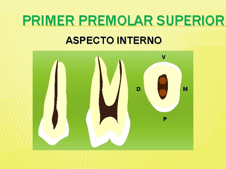 PRIMER PREMOLAR SUPERIOR ASPECTO INTERNO v D M P 