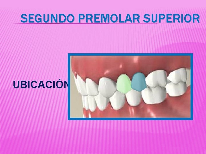 SEGUNDO PREMOLAR SUPERIOR UBICACIÓN 