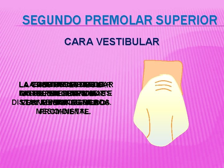SEGUNDO PREMOLAR SUPERIOR CARA VESTIBULAR LA LA CUSPIDE CONVERGENCIA DISTANCIA VESTIBULAR MESIOESTE DIENTE ESDE
