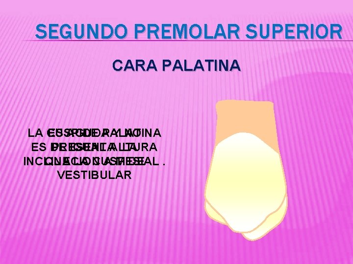 SEGUNDO PREMOLAR SUPERIOR CARA PALATINA LA CUSPIDE ES AGUDA PALATINA Y NO ES DE