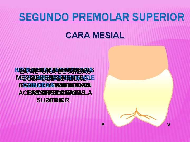 SEGUNDO PREMOLAR SUPERIOR CARA MESIAL NO LAS LA RANURA CUSPIDES ESTA LA CARA MARGINAL